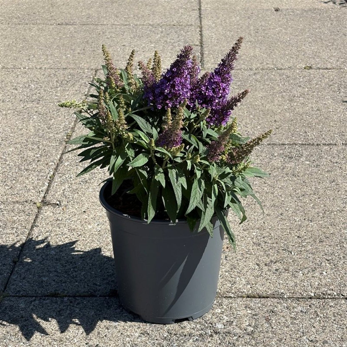 Buddleja d. &