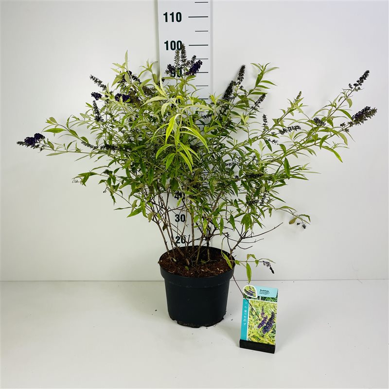 Syrenbuddleja d. &