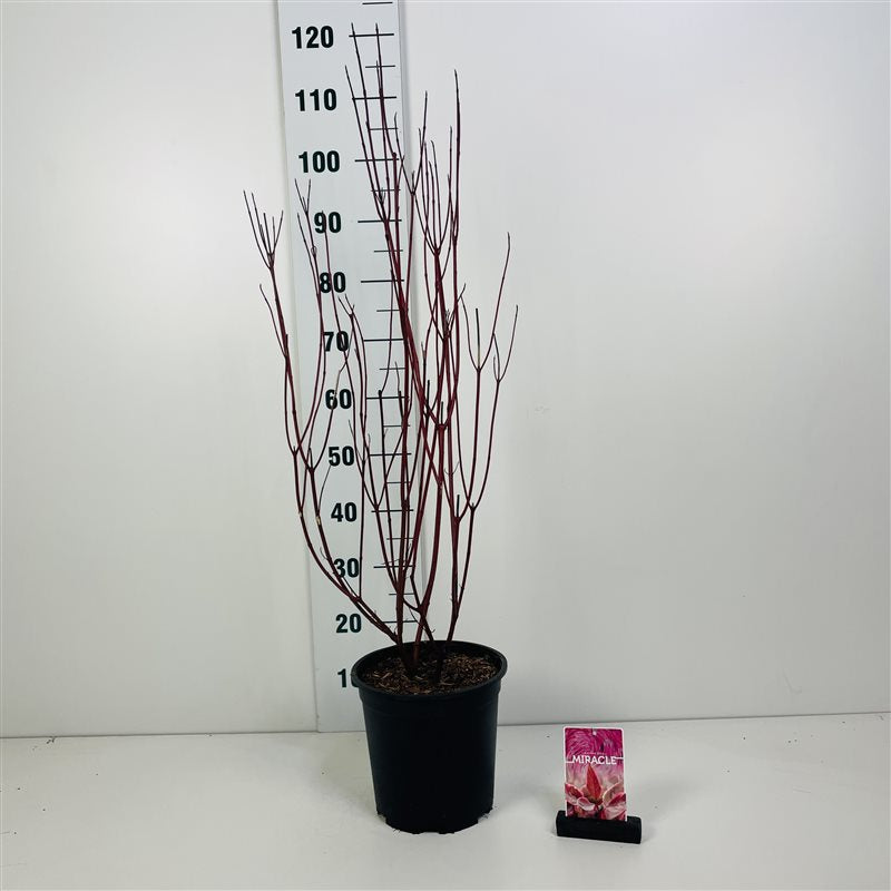 TW-2791713