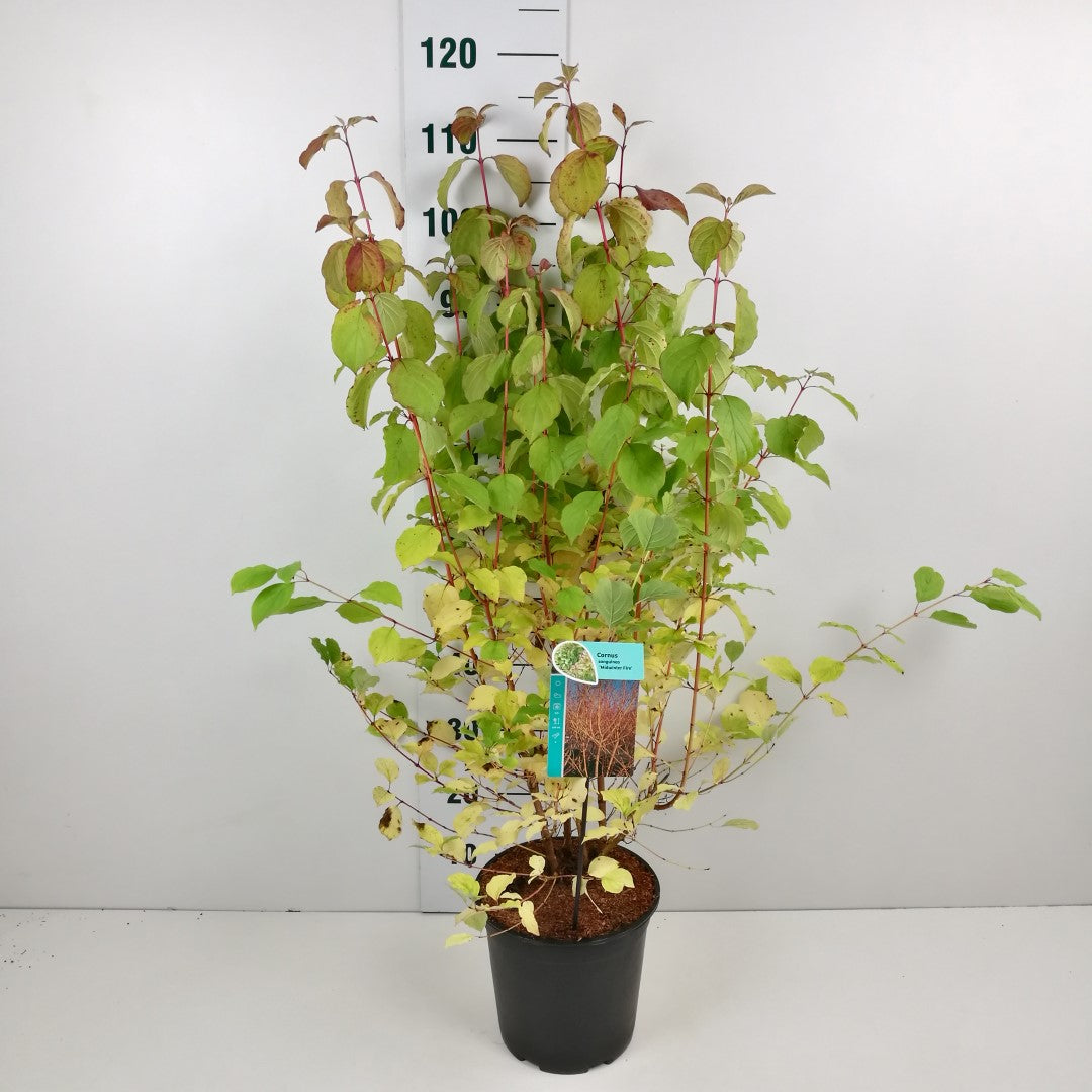 Cornus sang. &