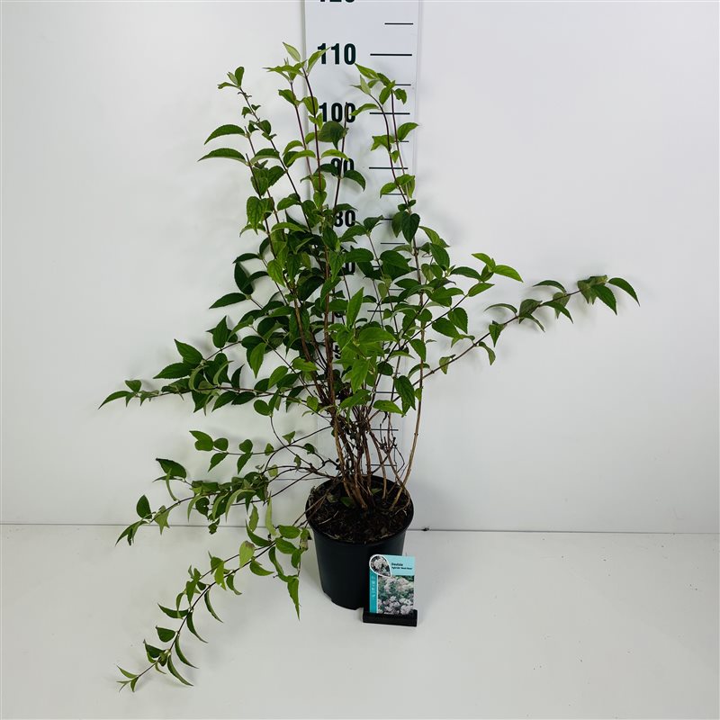 Deutzia hybrida &