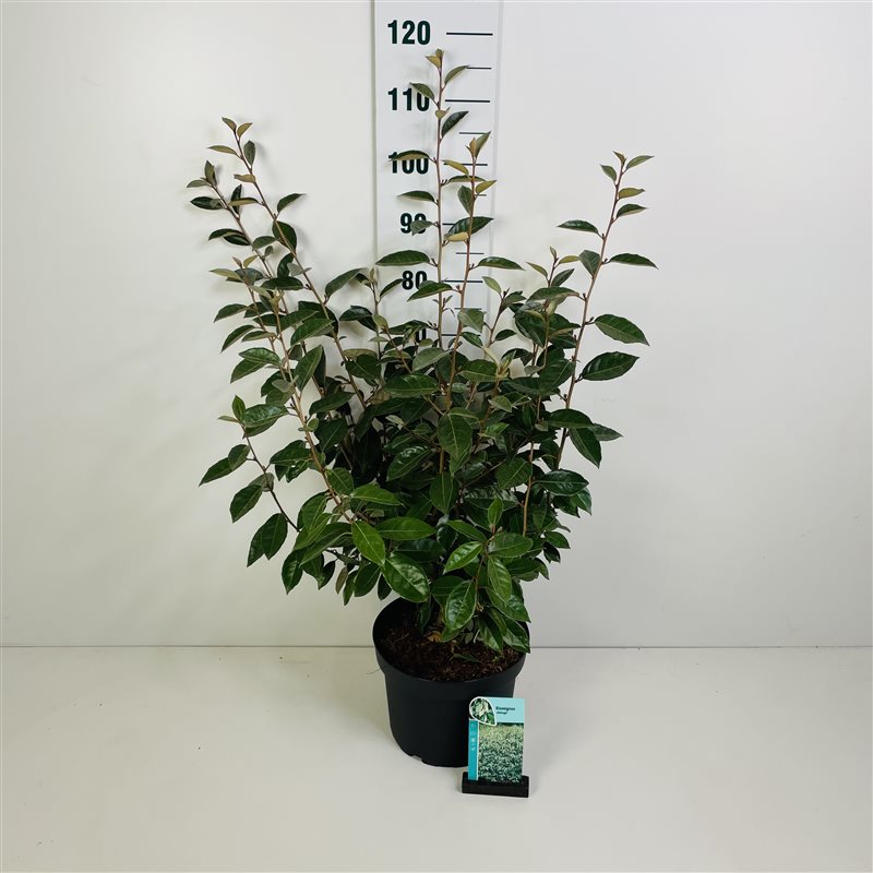 Silverbuske ebbingei - C10 60-80 CM