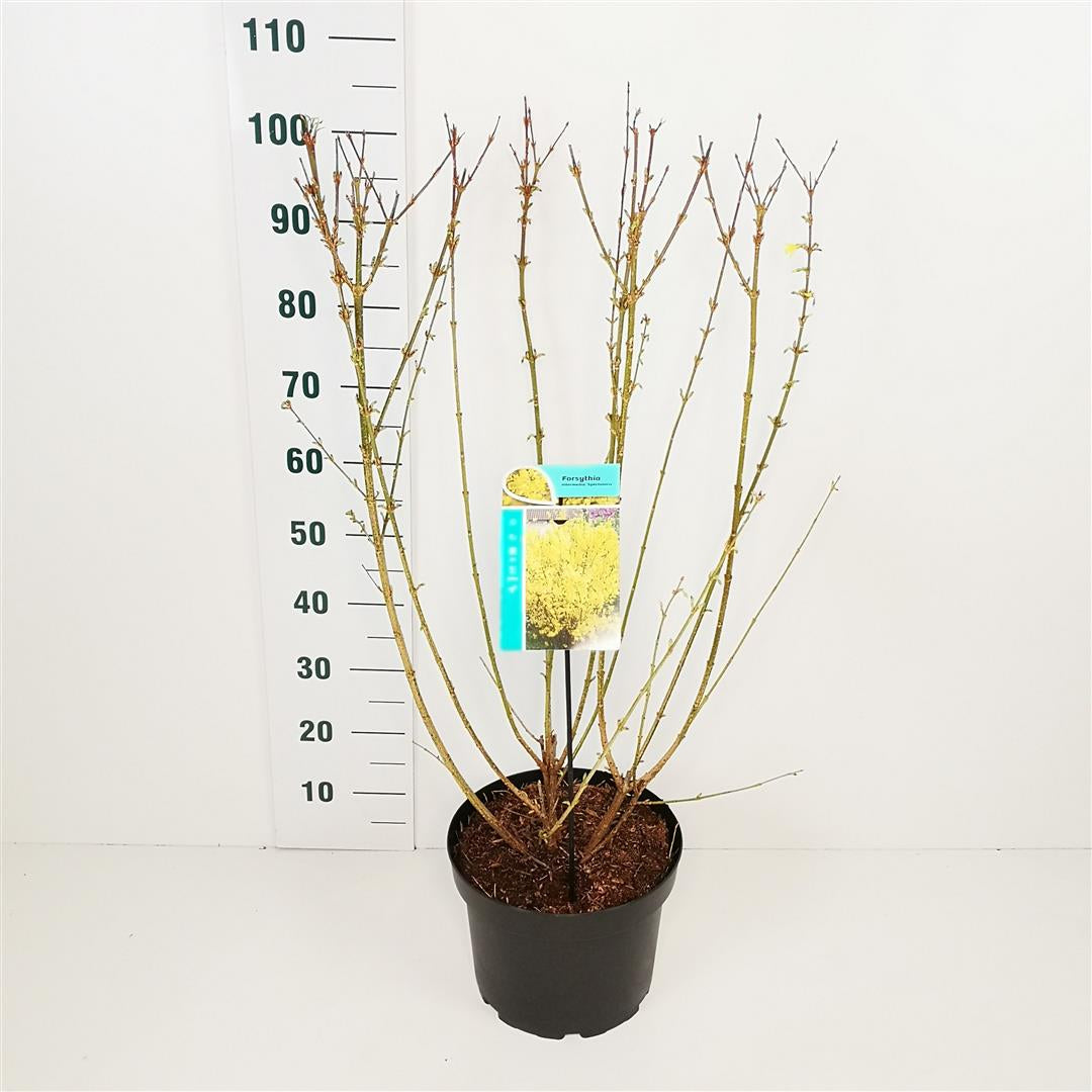 Forsythia int. &