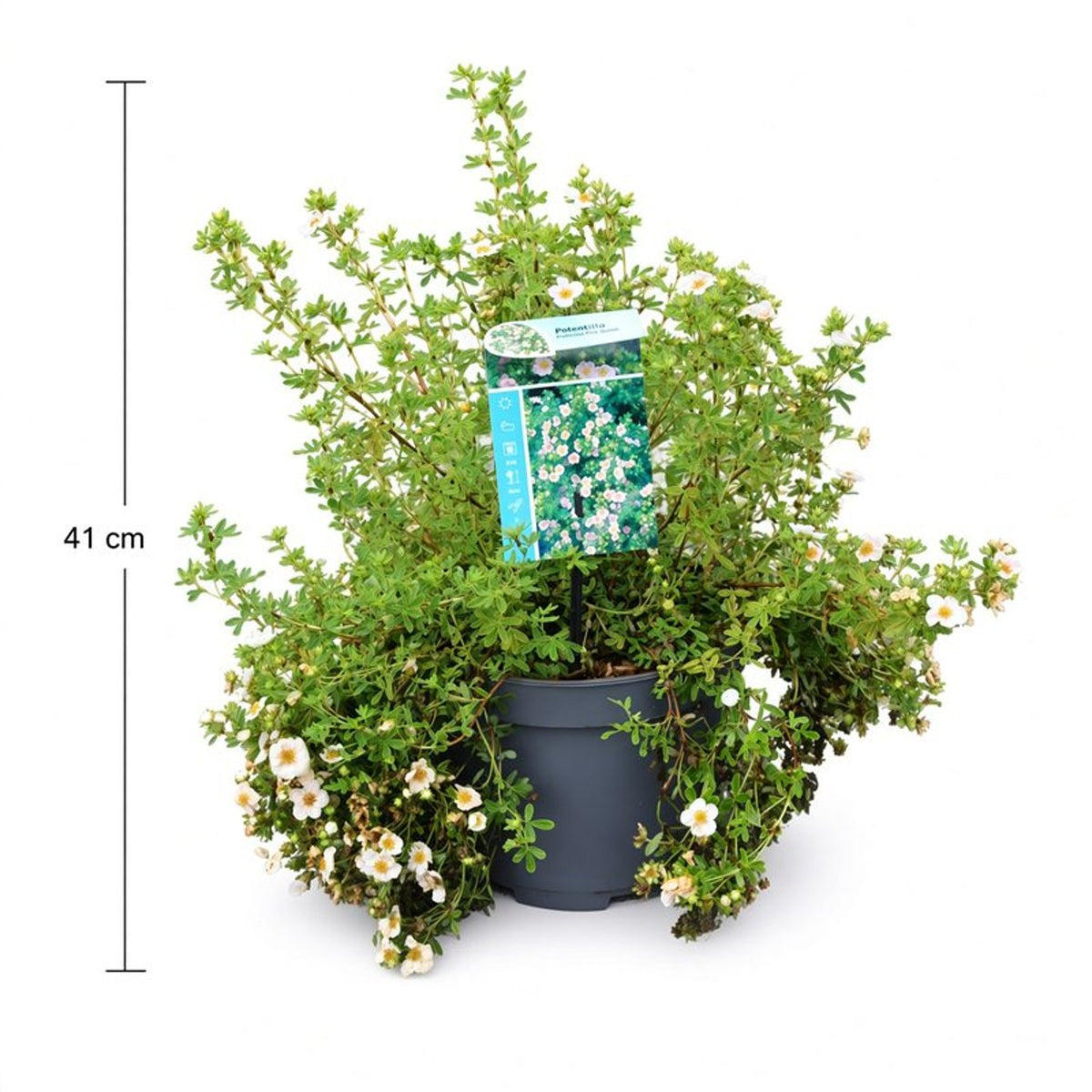 Potentilla f. &