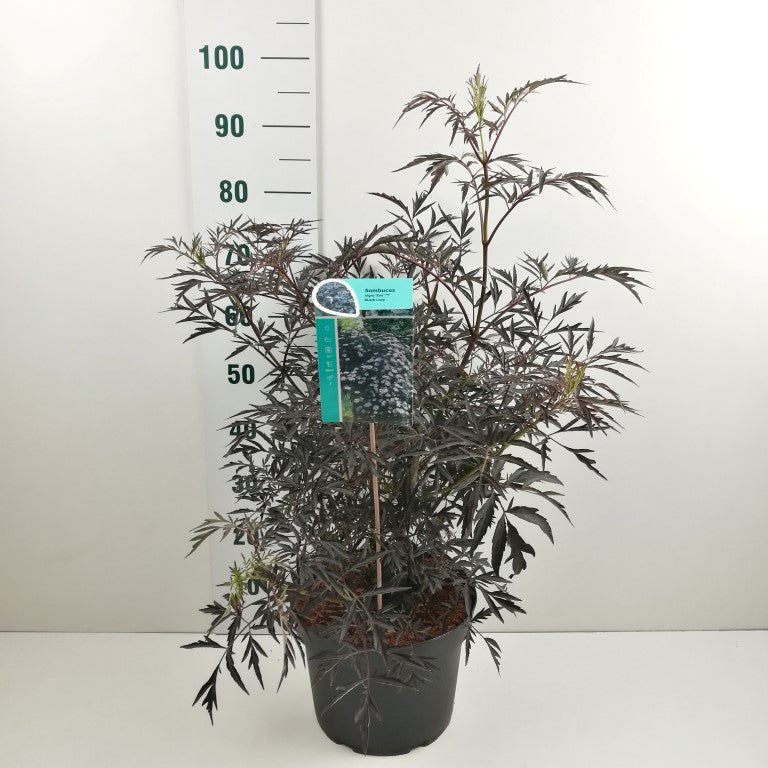Sambucus nigra &