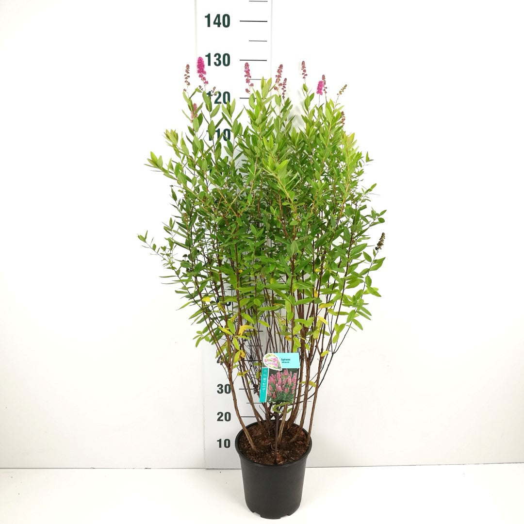 Spiraea billardii 80-100 cm, C2 (2 liters kruka)