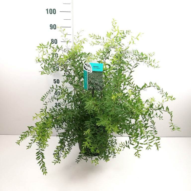 Spiraea cinerea &