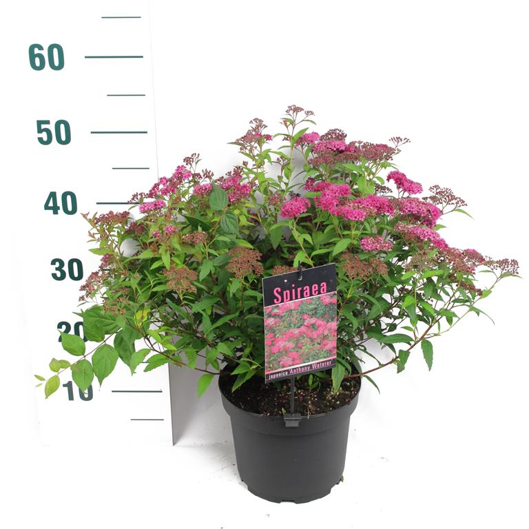 Spiraea jap. &