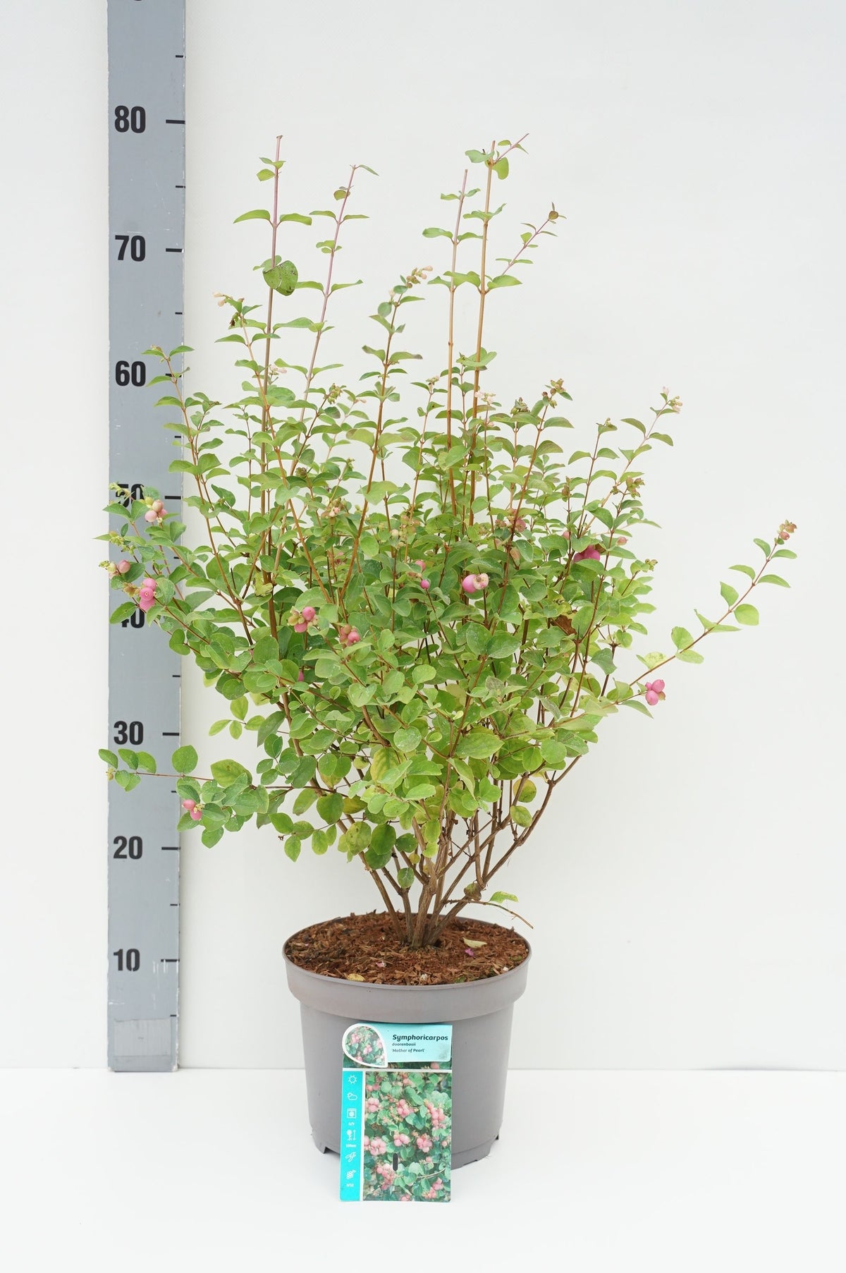 Symphoricarpos d. &