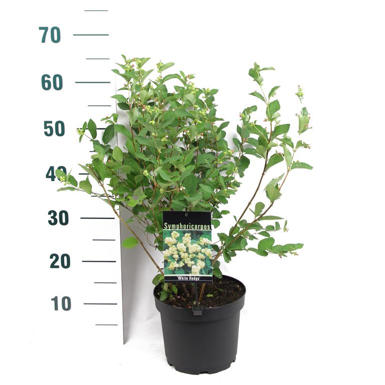 Symphoricarpos d. &
