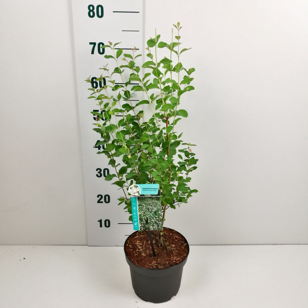 Symphoricarpos d. &
