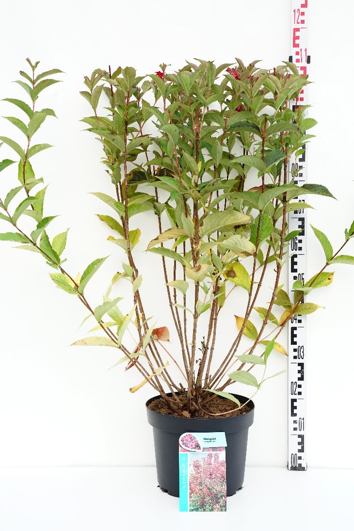 Weigela &