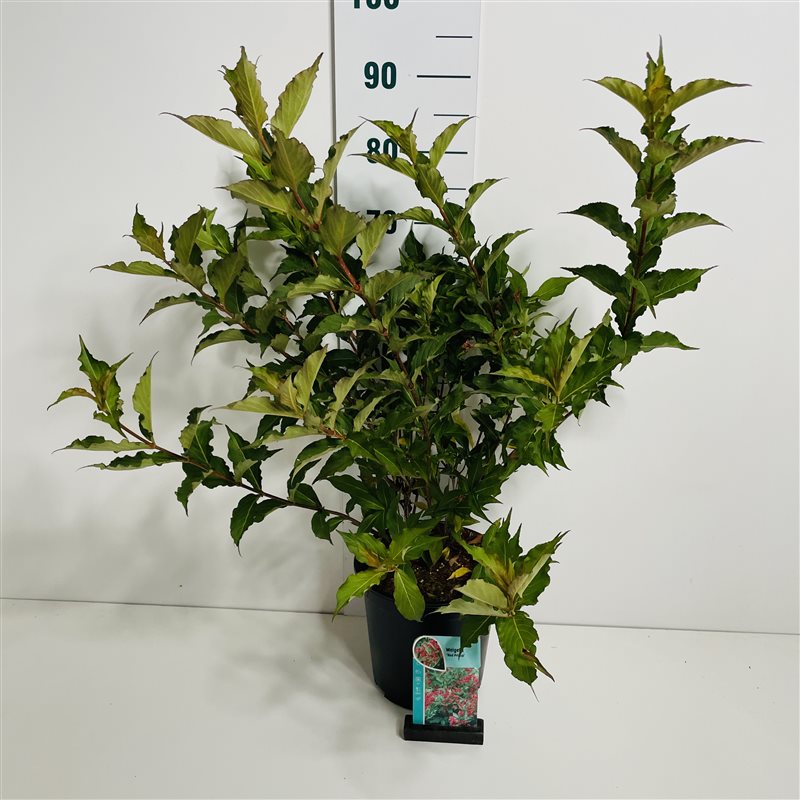 Weigela &