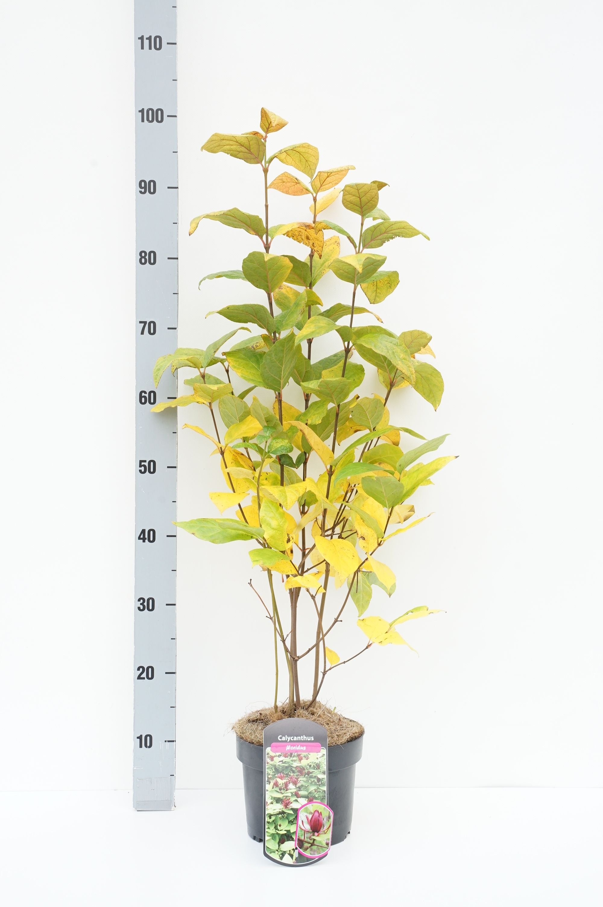 Kryddbuske floridus - C3/P19 40-60 CM