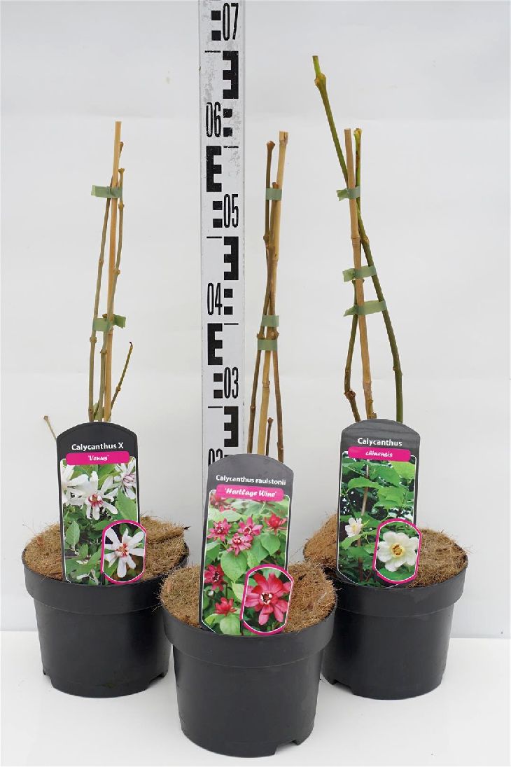 Kryddbuske in cultivars - C3/P19 30-50 CM