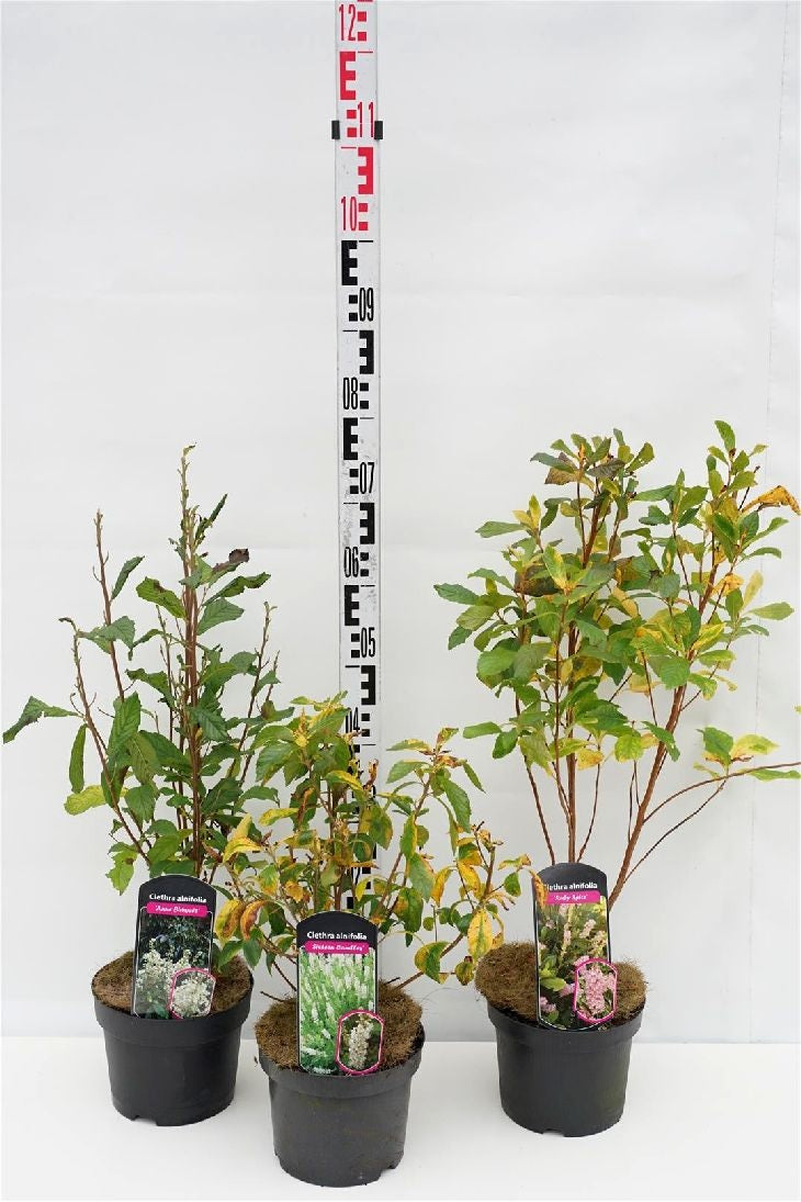 Konvaljbuske in cultivars - C3/P19 40-60 CM