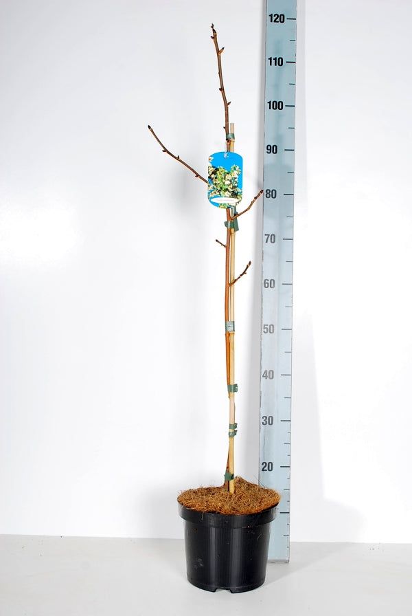 Näsduksträd involucrata - C4/P21 60-80 CM