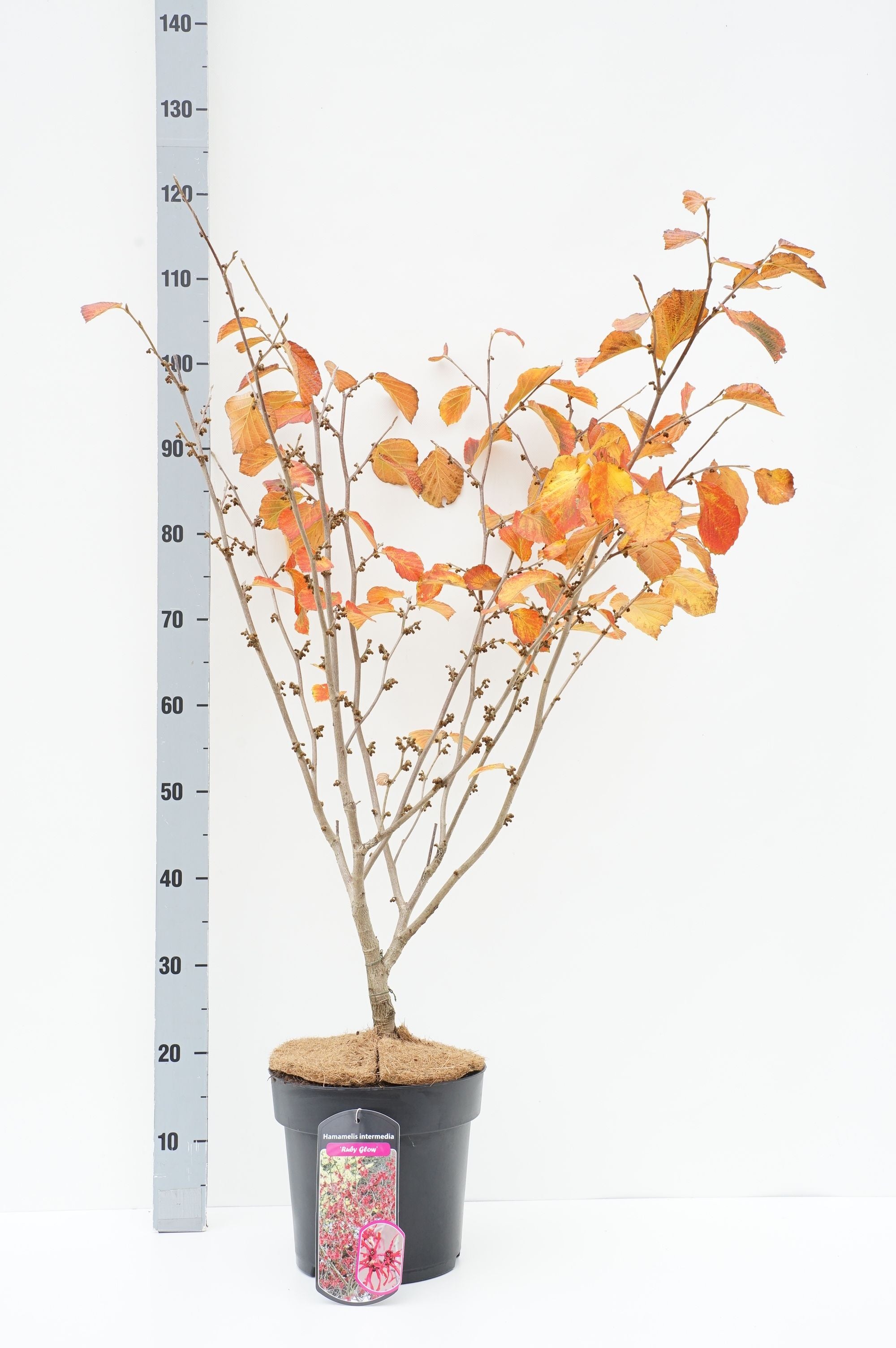 Hamamelis int. &