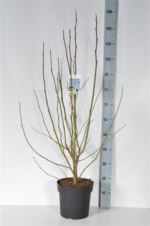 Magnolia kobus - C7/P24 80-100 CM
