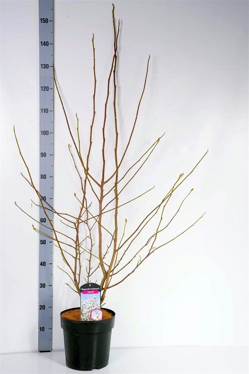 Magnolia loebneri &