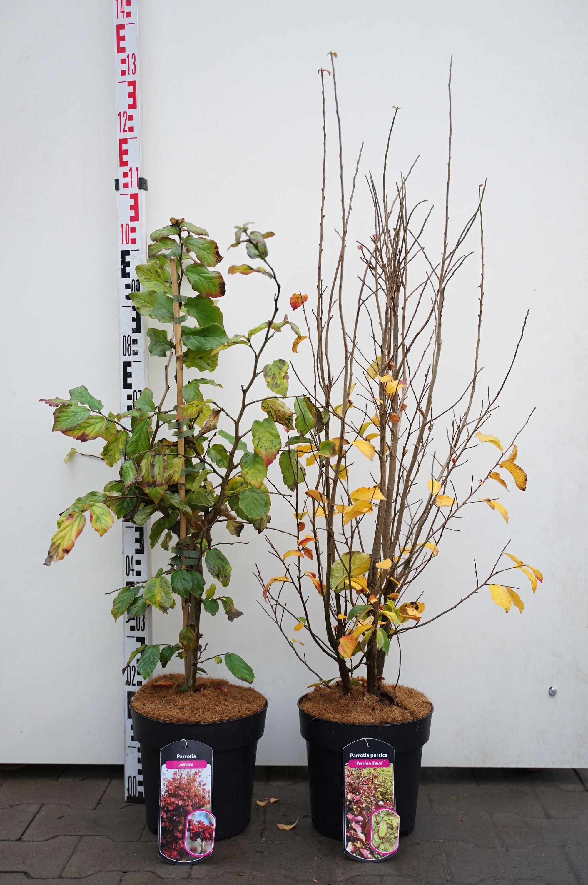 Persiskt järnträd in cultivars - C7/P24 80-100 CM