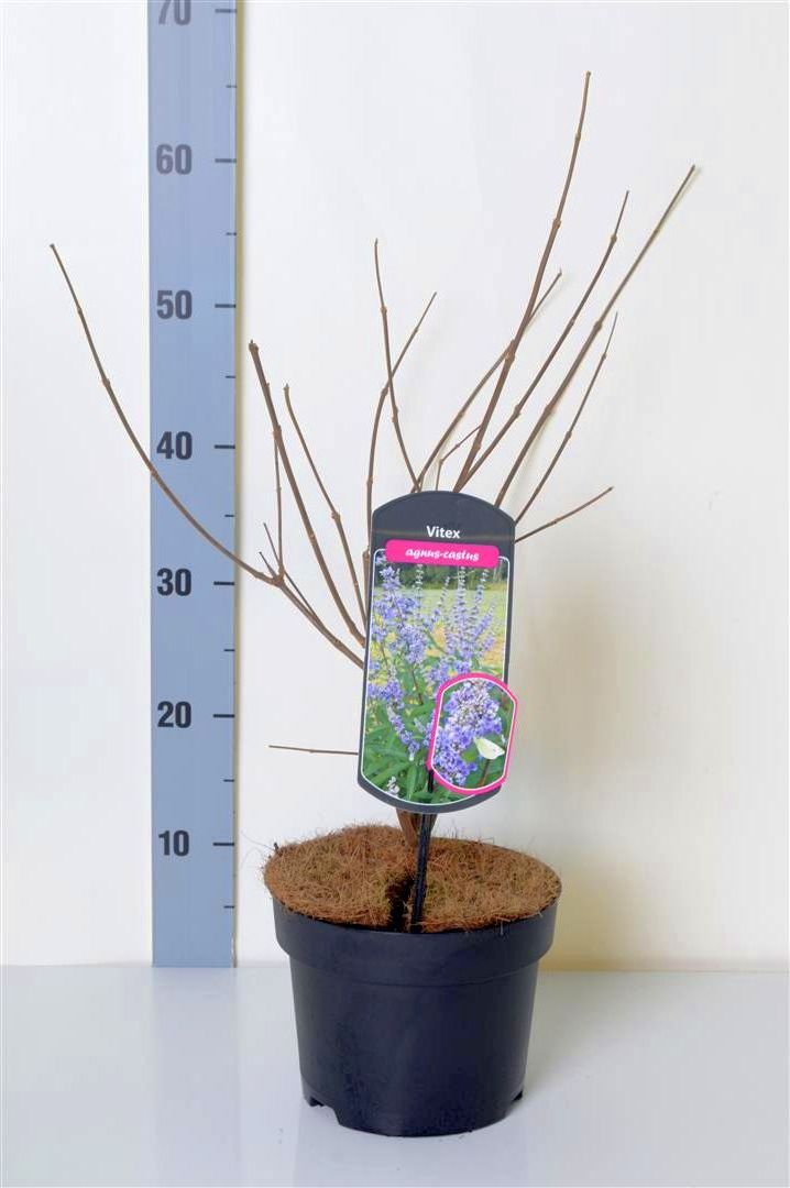 Munkpeppar agnus-castus - C3/P19 30-50 CM