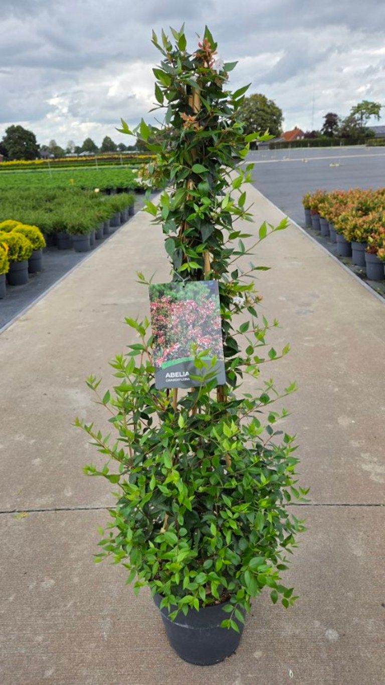 Abelia grandiflora - C10 80-100 CM 3 ST