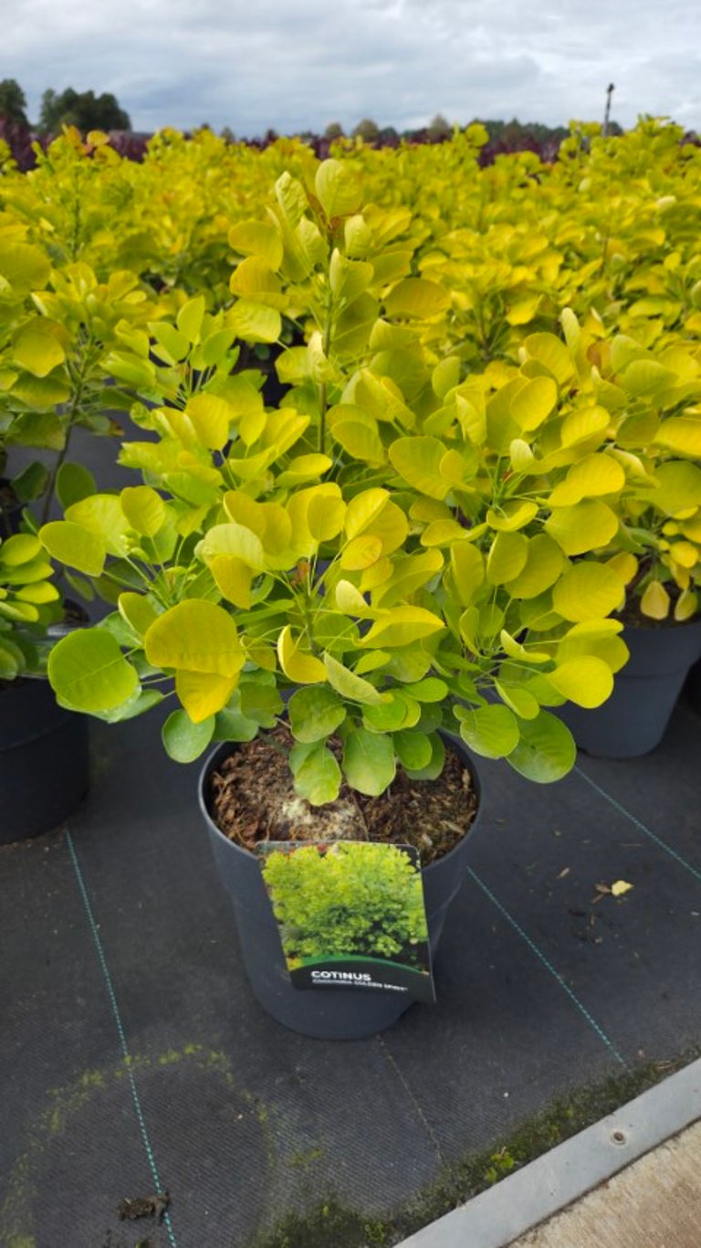 Cotinus coggygria &