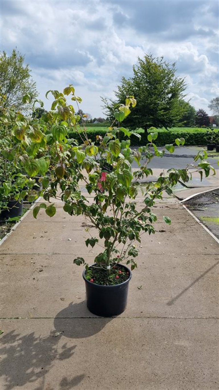 Cornus kousa &