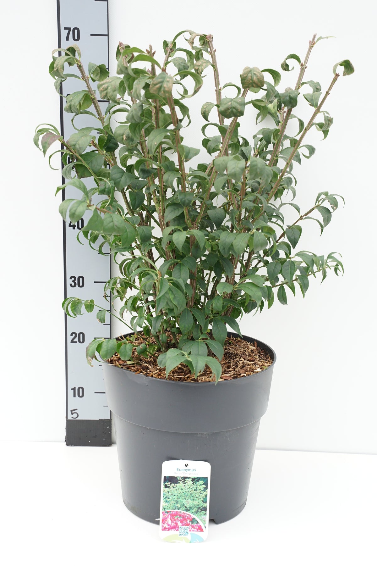 Euonymus alatus &