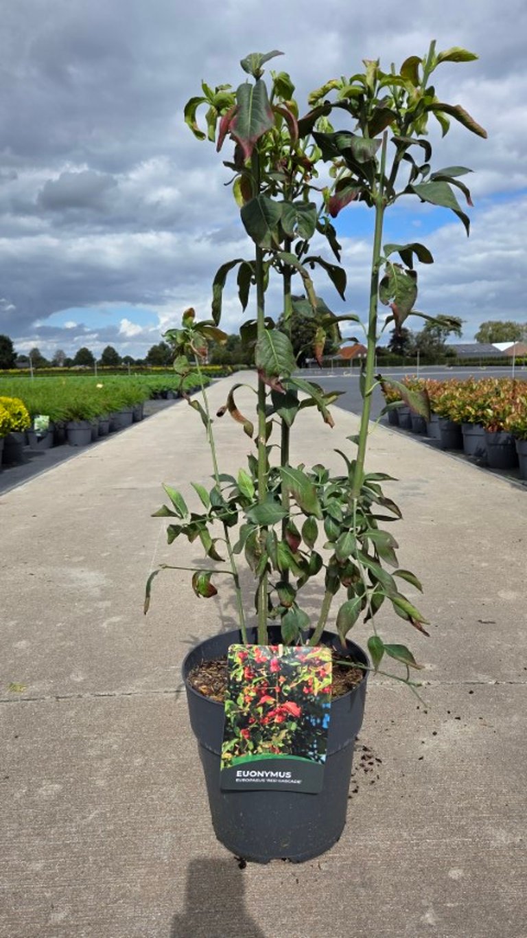 Euonymus europaeus &