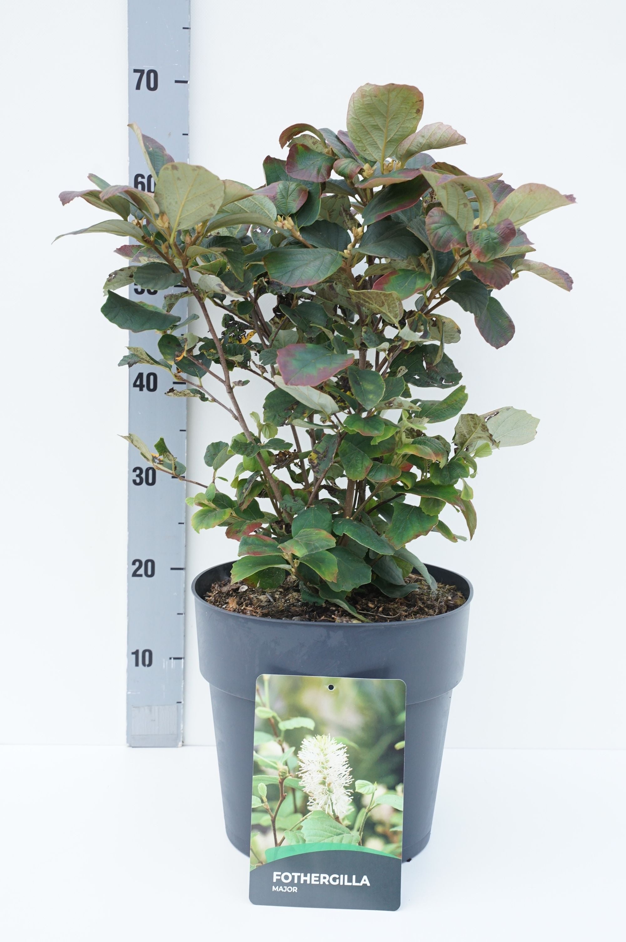 Häxal major - C10 30-40 CM