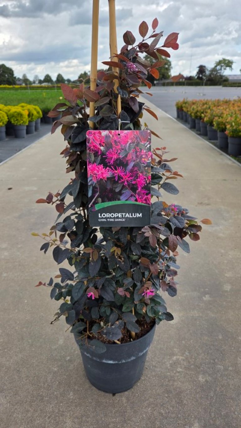 Loropetalum chinense &