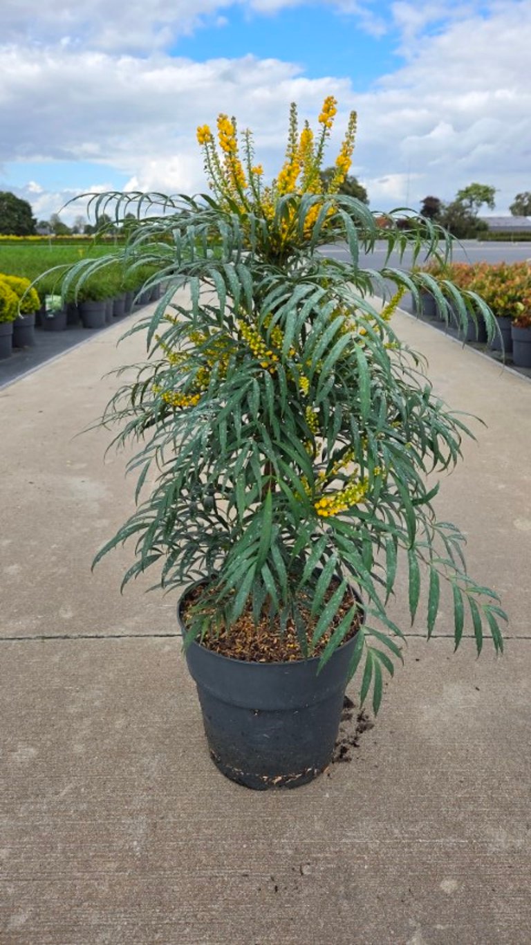 Mahonia &