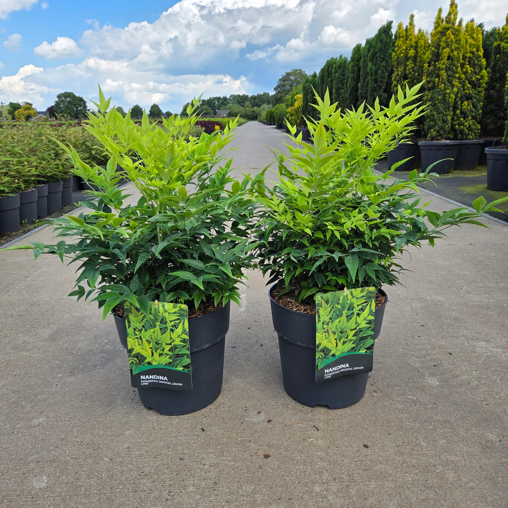 Nandina &