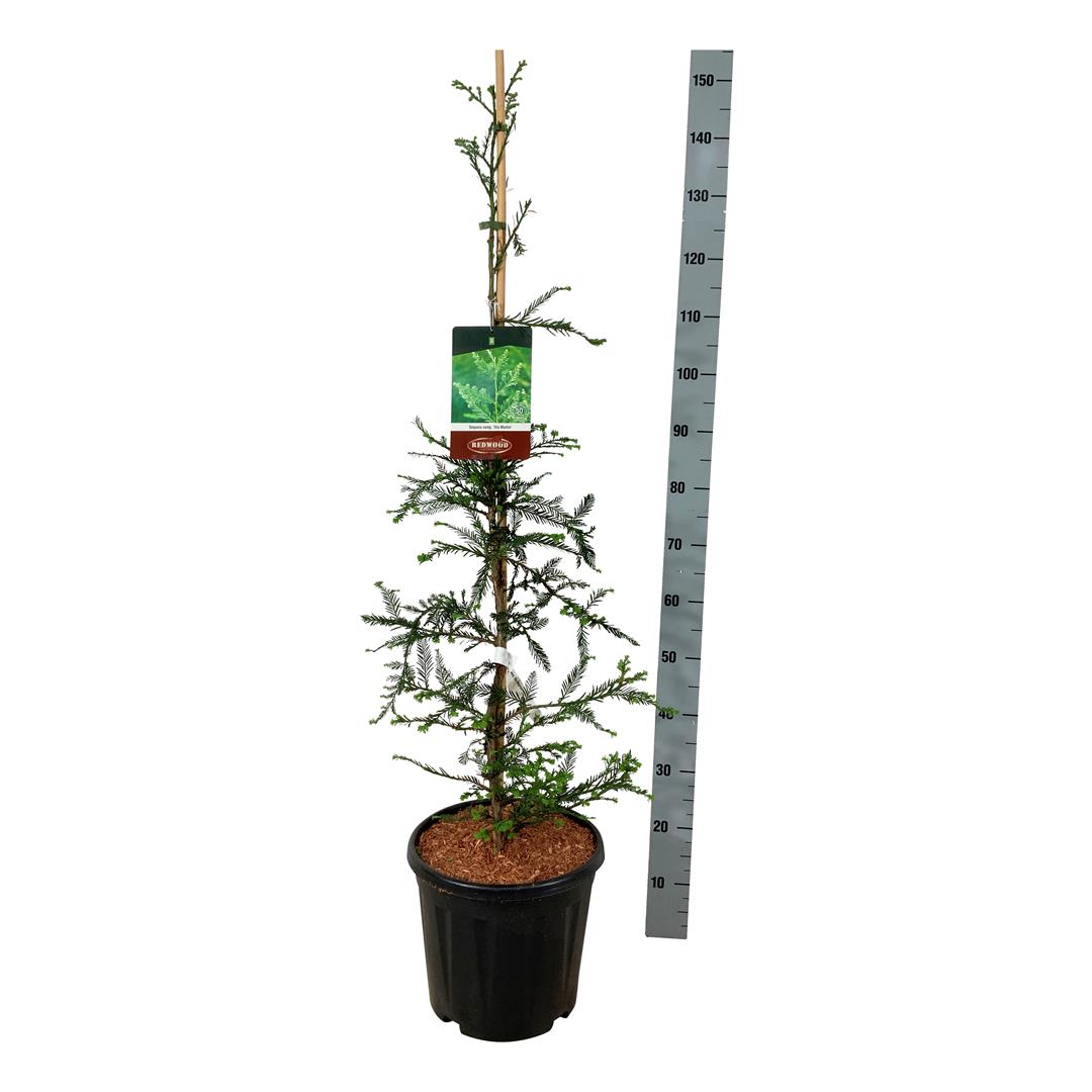 Pinus dens. &