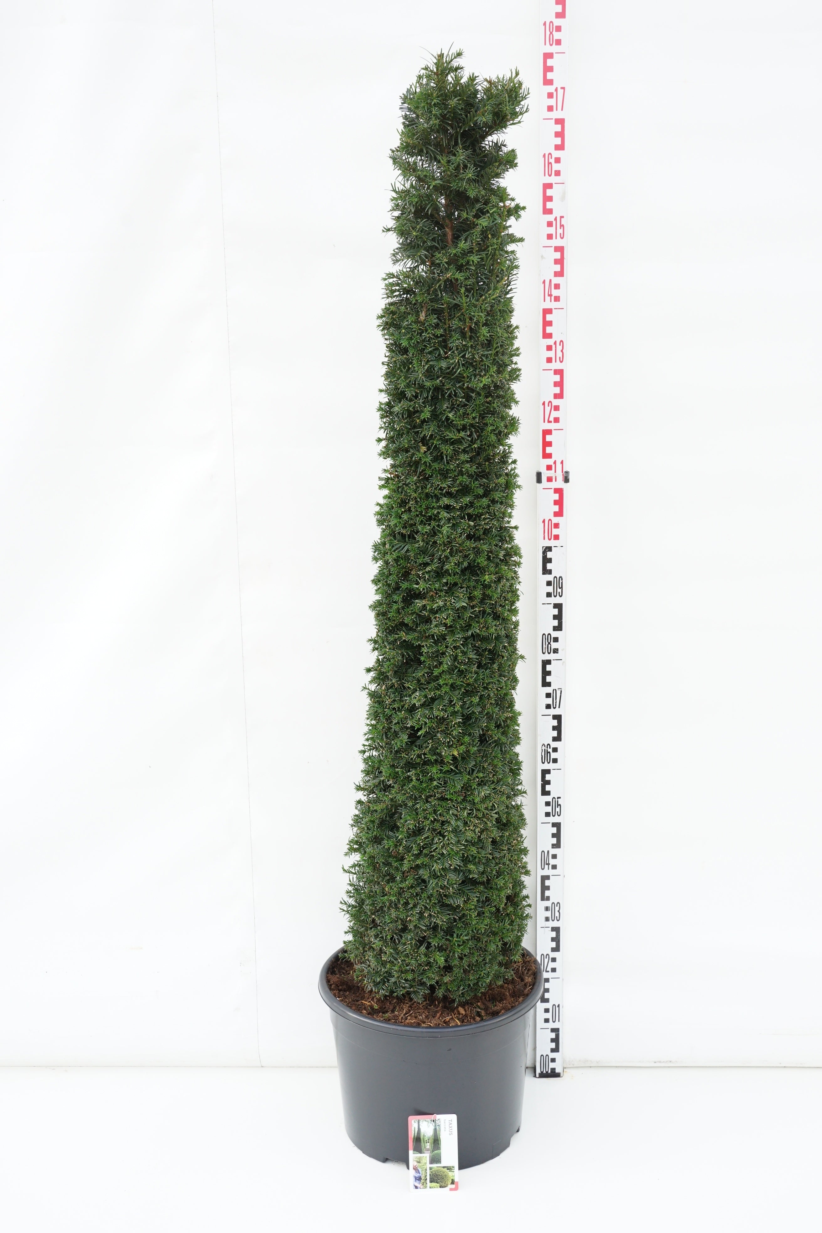 Idegran baccata - C25 125-150 CM