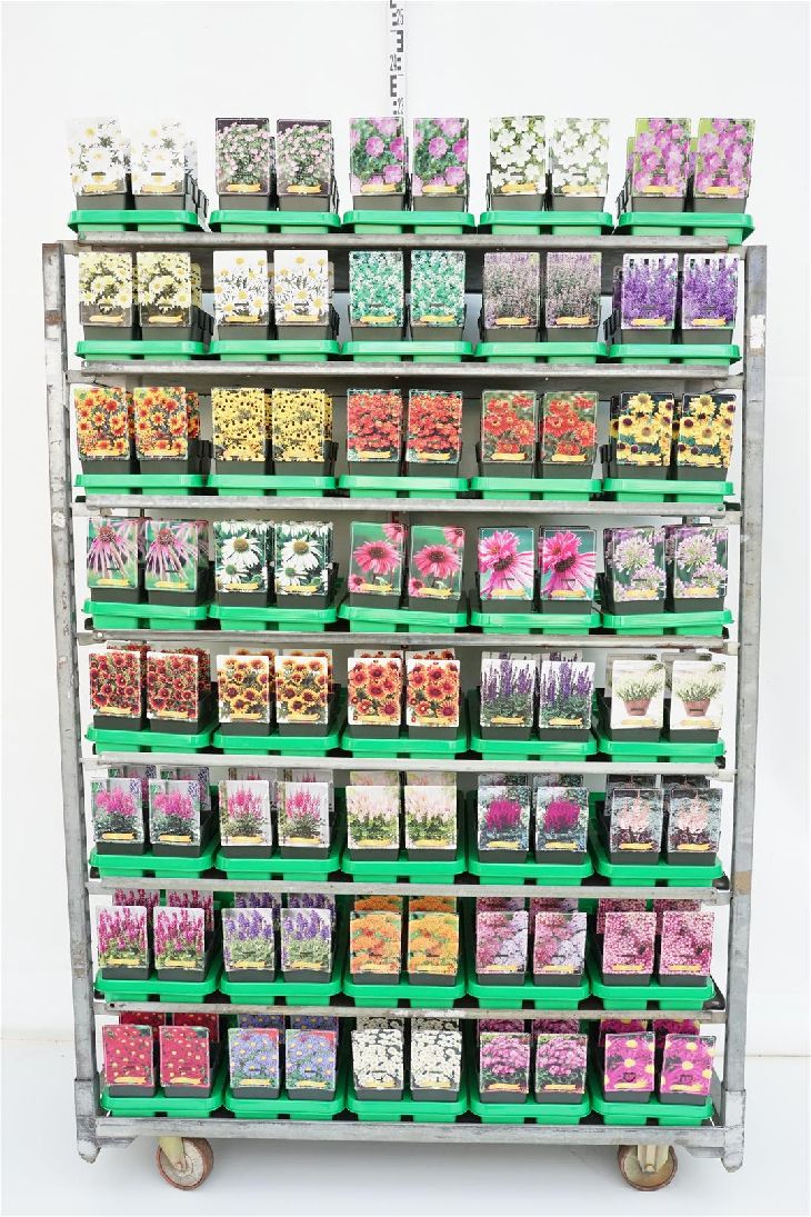Perenner i sorter bivänlig - P11