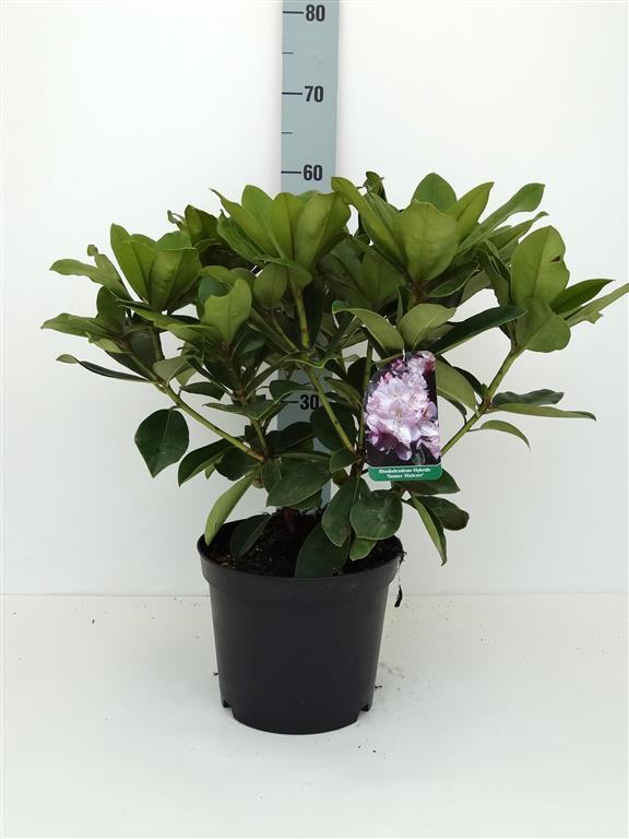 Rododendron &