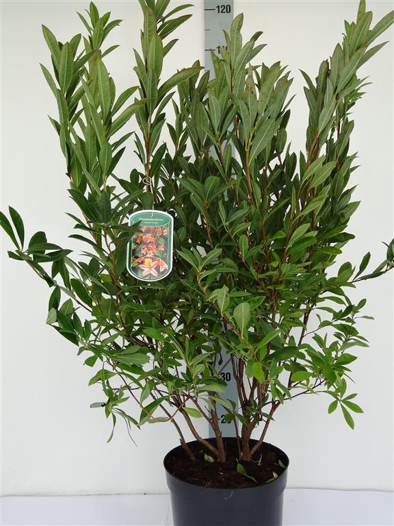 Rhododendron &