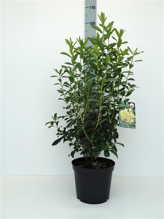 Rhododendron &