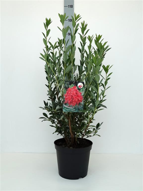 Rhododendron &