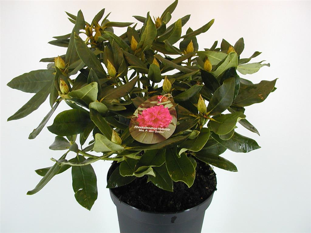 Rhododendron &