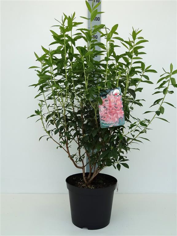 Rhododendron &