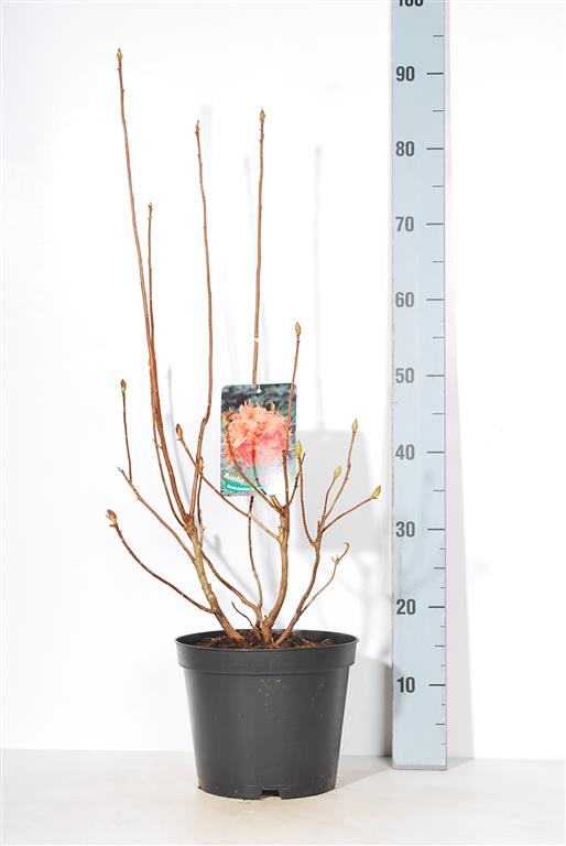 Rhododendron (AK) &