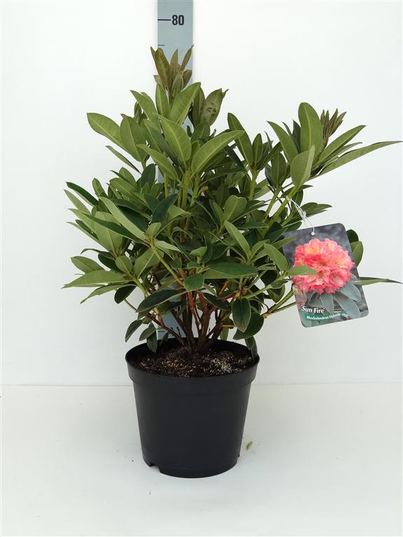 Rododendron &