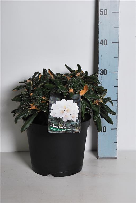 Rhododendron (Y) &