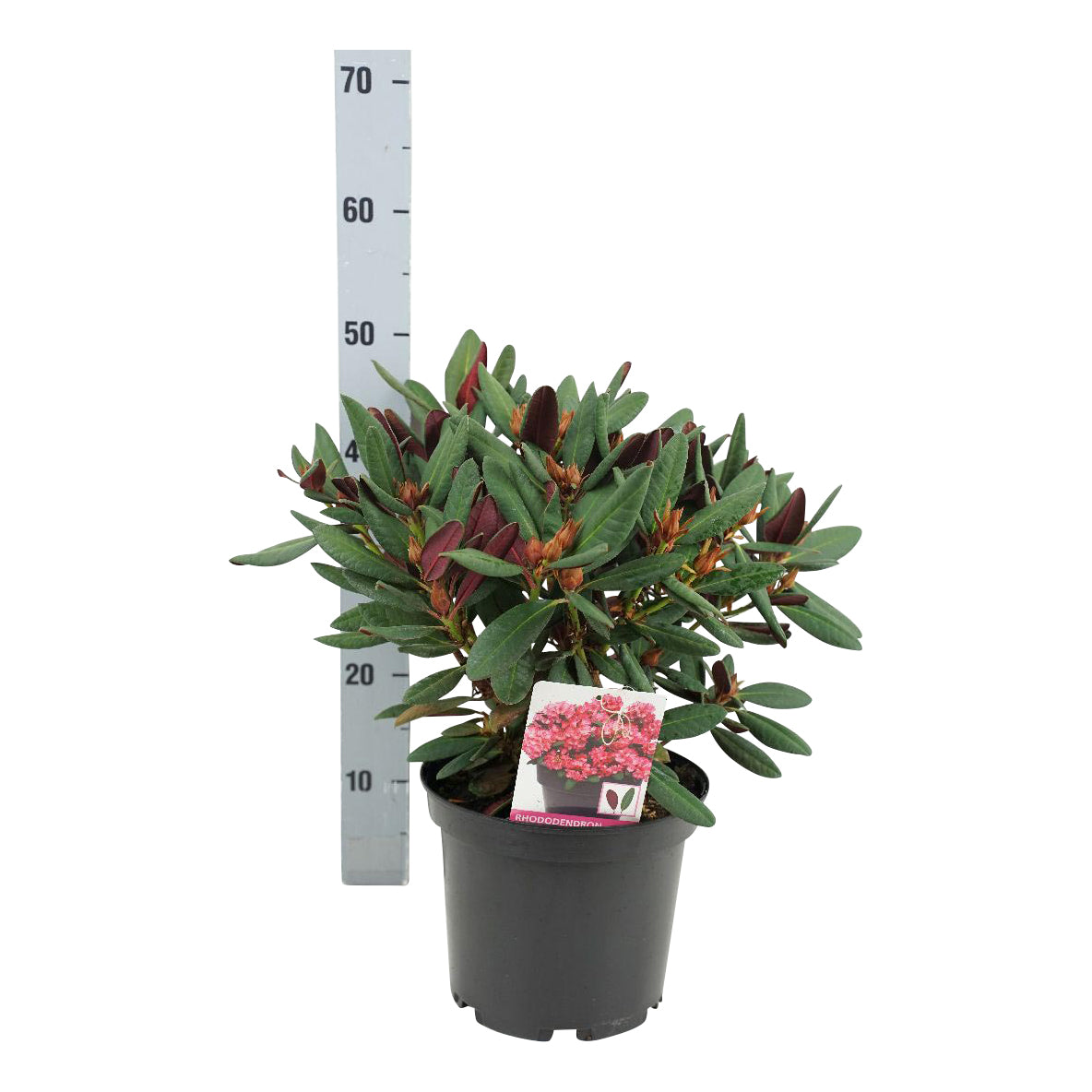 Rododendron &