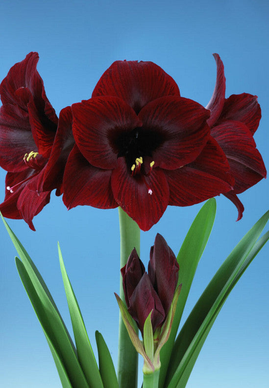 Amaryllis &