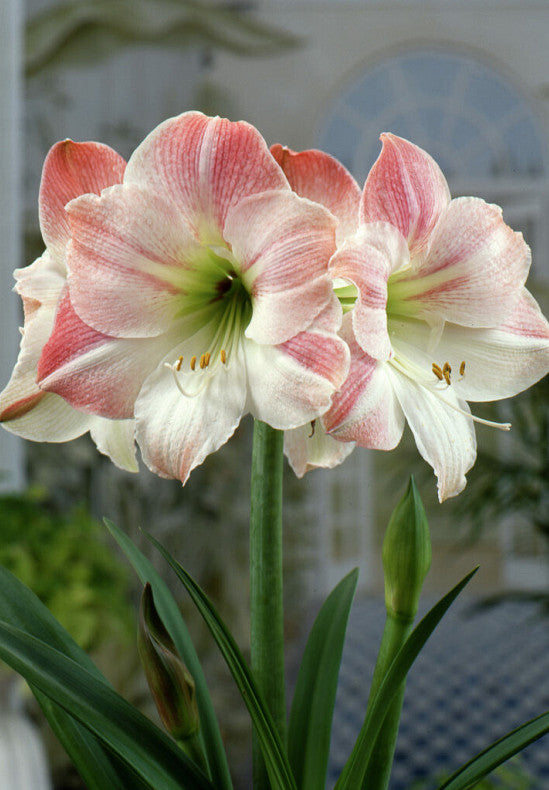 Amaryllis &